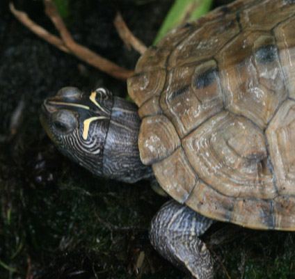 Midland Zaagrug (R. Jooris)